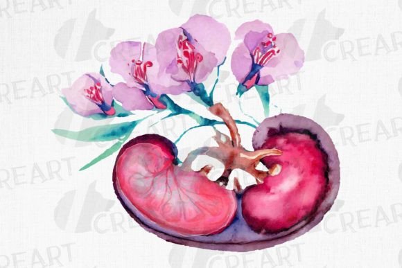 Human Anatomical Kidney with Flowers