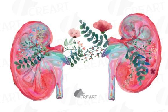 Watercolor Floral Human Kidney Clip Art: Graphics & Print Templates